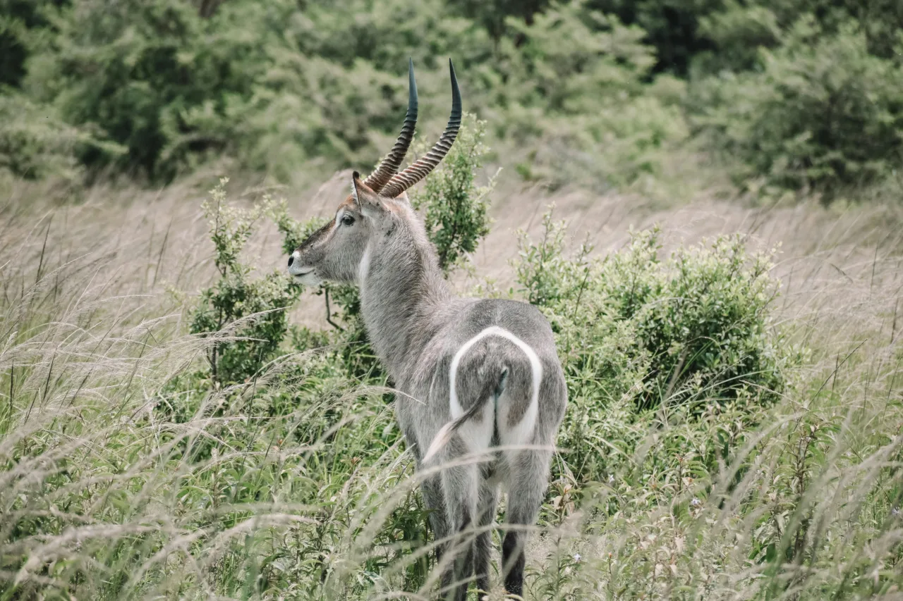 Ouganda — /ouganda/safari/