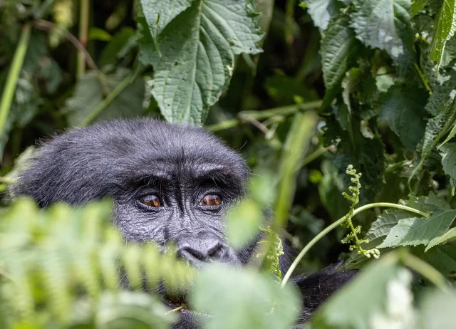 Ouganda — top activites