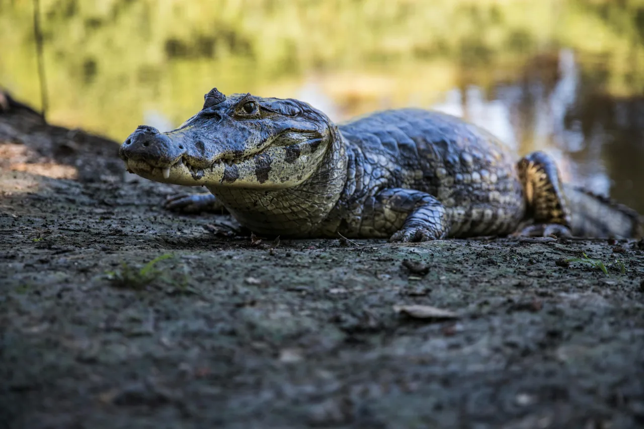 Pantanal — guide de voyage