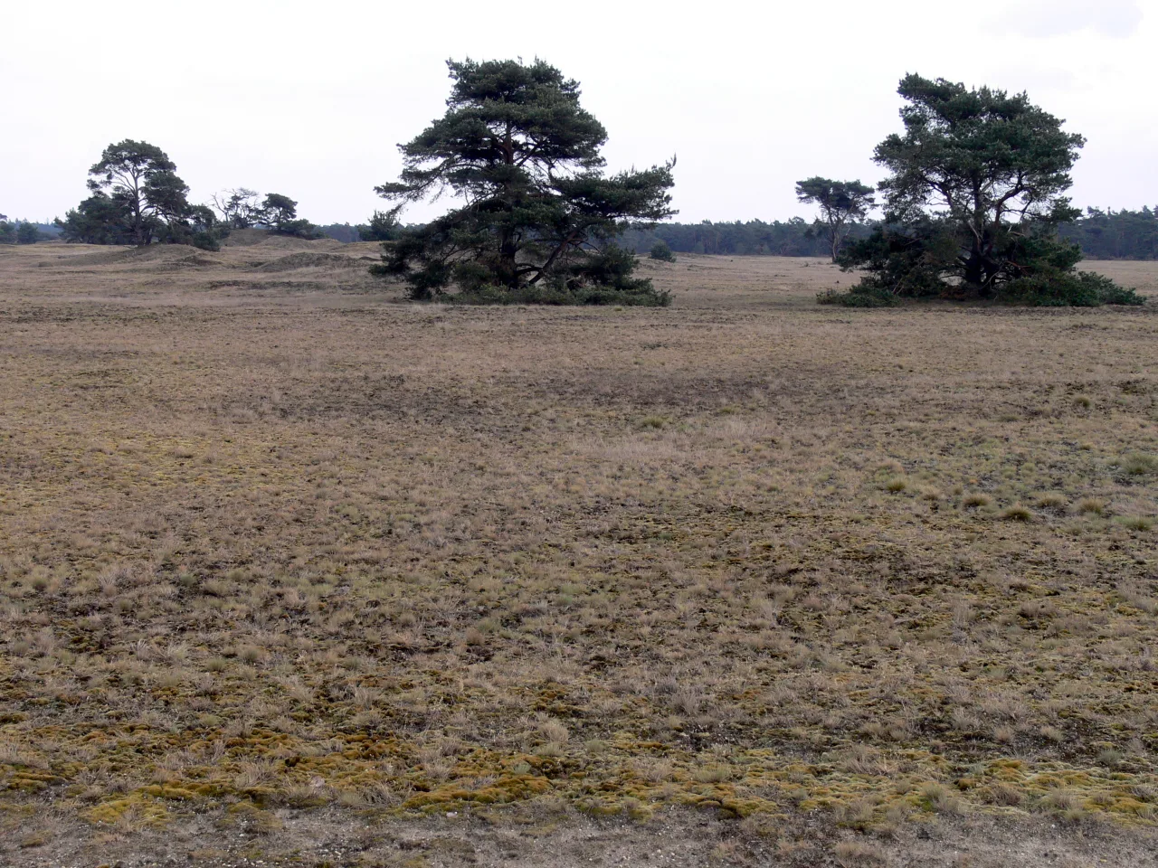 Pays-Bas — parcs nationaux