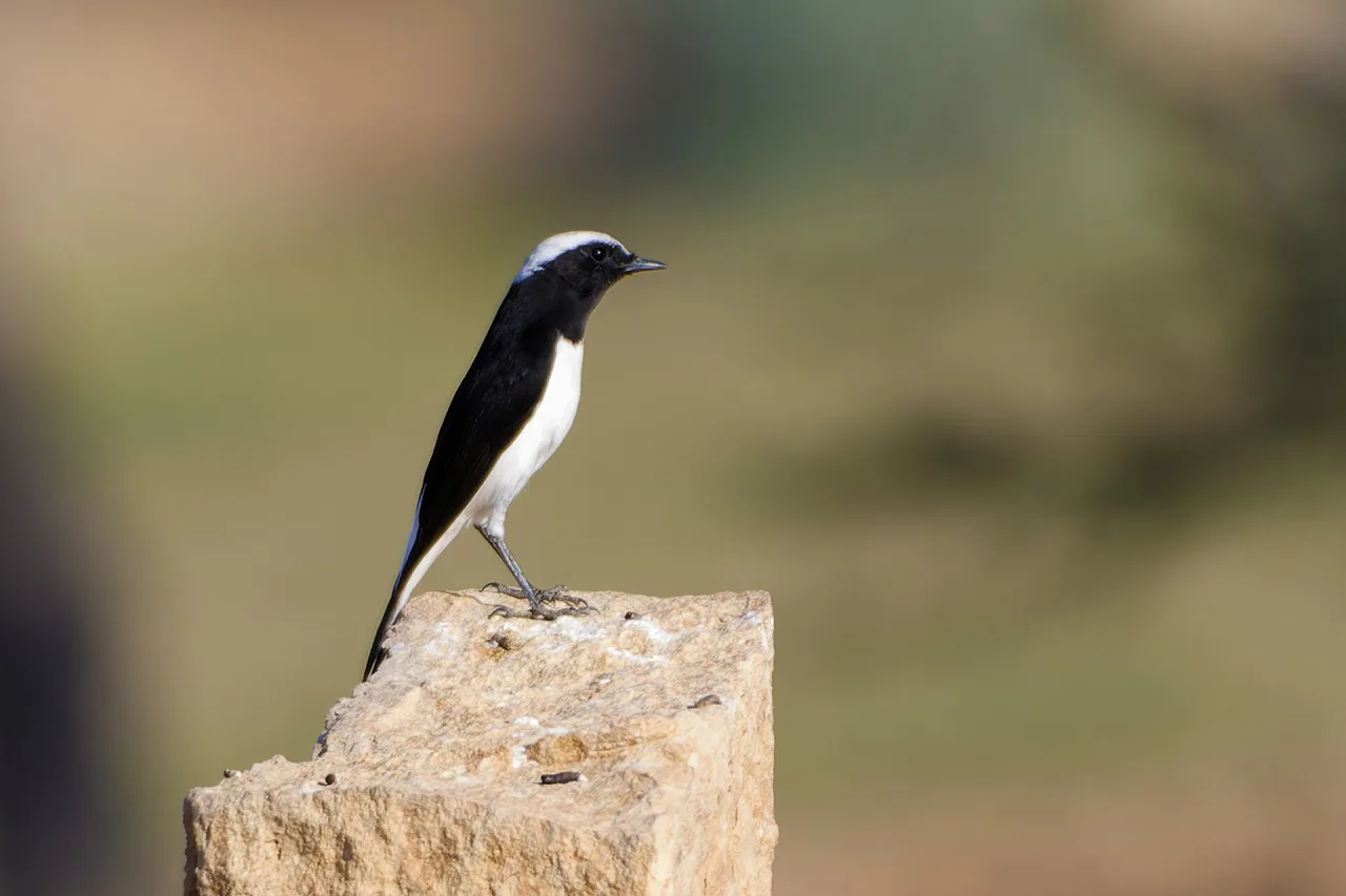 Rajasthan — guide de voyage