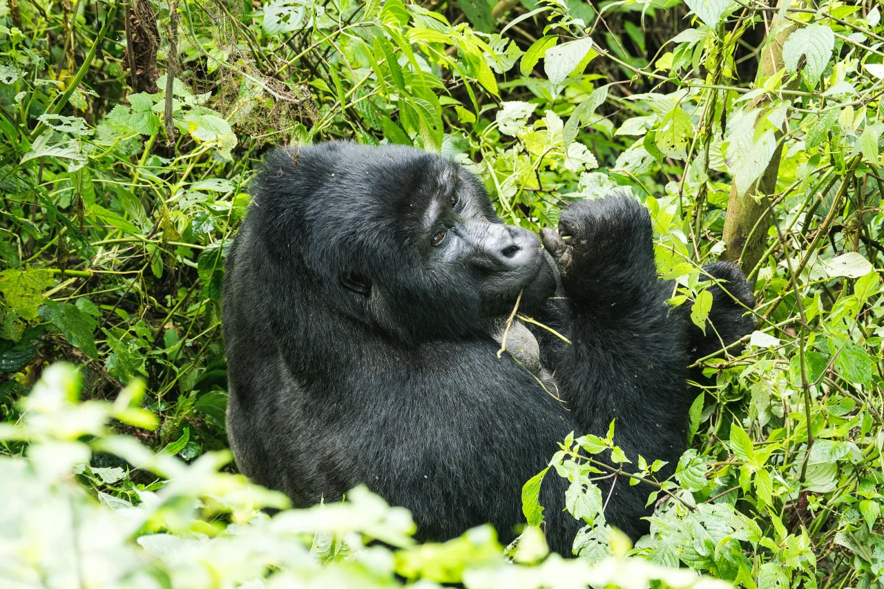 Rwanda — guide de voyage