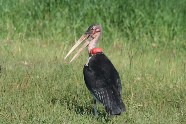 Rwanda — /rwanda/safari/