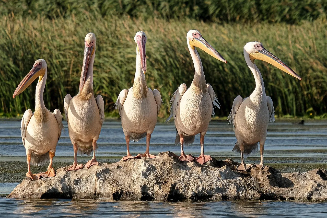 Delta du Saloum — ou dormir