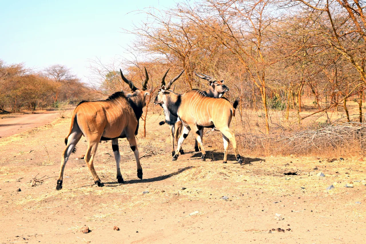 Sénégal — /senegal/safari/