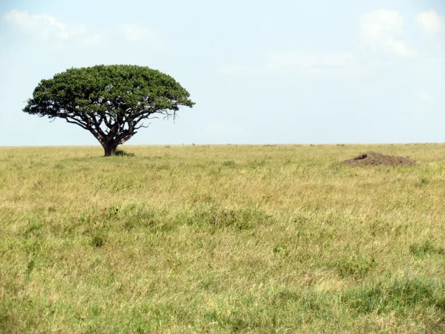 Serengeti — hub principal region