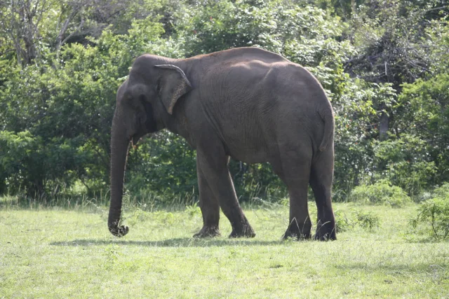 Sri Lanka — /sri lanka/safari/