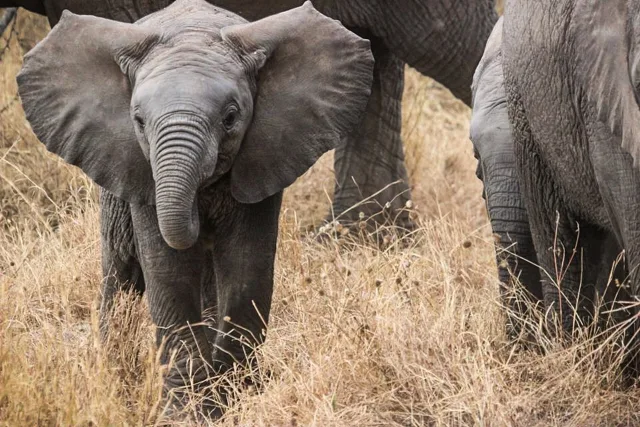 Tanzanie — parcs nationaux
