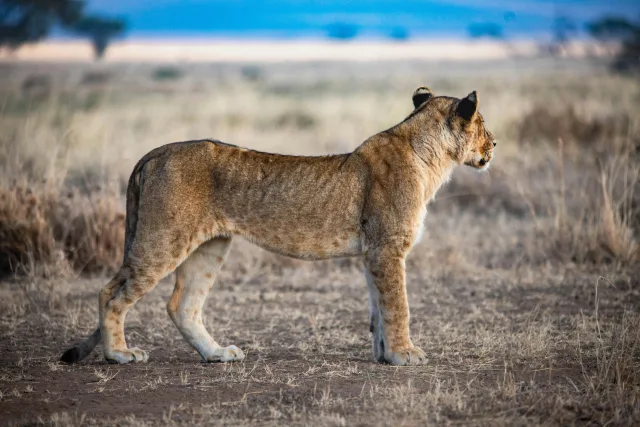 Tanzanie — profil voyageur