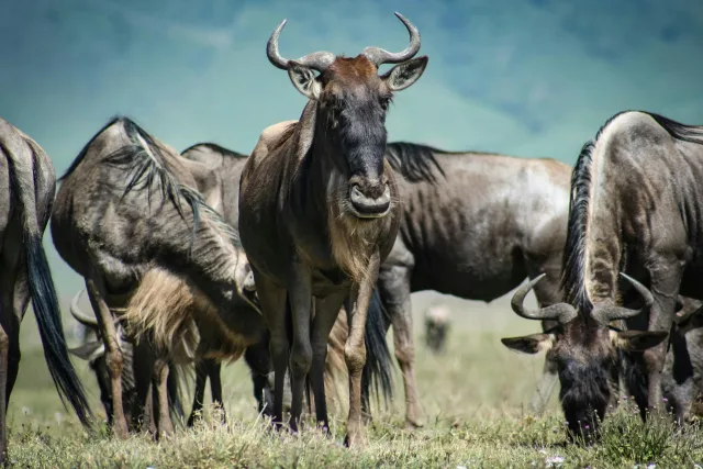 Tanzanie — /tanzanie/safari/