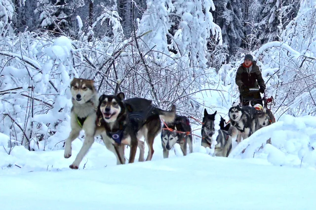 dog sledding husky sled snow forest Traineau à chiens