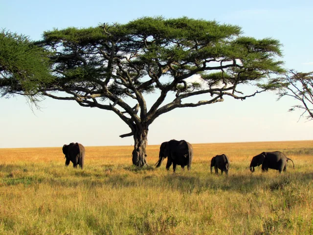 safari africa savanna wildlife elephant Safari